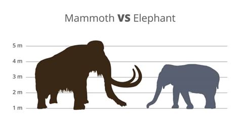 traits in mammoths that are similar to elephants